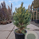 Pinus sylv. 'Watereri' 70-80 cm 30L