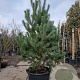 Pinus sylvestris 200-250 cm container meerstammig extra