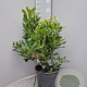 Pittosporum tobira 60-80 cm 10L