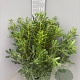 Pittosporum tobira 70-90 cm 10L