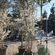 Prunus 'The Bride' 250-300 cm container meerstammig