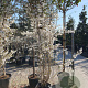 Prunus 'The Bride' 250-300 cm container meerstammig