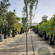 Prunus d. 'Texas' 100 cm stam 12L 10-12