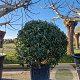 Prunus l. 'Angustifolia' 100-125 cm container bonsai