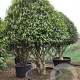Prunus l. 'Angustifolia' 275-300 cm container kegel