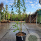 Prunus subh. 'Autumnalis Rosea' 200-250 cm container meerstammig extra