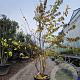 Prunus subh. 'Autumnalis Rosea' 250-300 cm container meerstammig
