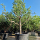 Pyrus c. 'Conference' 50 cm stam container 40-45