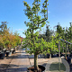 Pyrus c. 'Conference' 50 cm stam container 40-50 extra