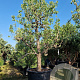 Pyrus c. 'Conference' 50 cm stam container 40-50 extra