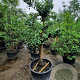 Pyrus c. 'Conference' 50 cm stam container 40-50 extra