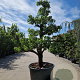 Pyrus c. 'Conference' 50 cm stam container 40-50 extra