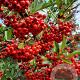 Pyracantha coccinea 120 cm stam container 12-14