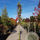 Pyracantha coccinea 120 cm stam container 14-16