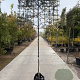 Pyrus salicifolia 'Pendula' 180 cm stam container 12-14 leiboom