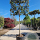 Quercus ilex 100 cm stam container 10-12HO