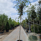 Quercus ilex 10-12 HO container lei 120x120