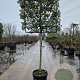 Quercus ilex 120 cm stam container 12-14
