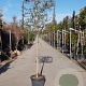 Quercus ilex 120 cm stam container 12-14