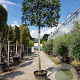 Quercus ilex 120 cm stam container 20-25