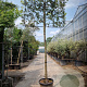 Quercus ilex 120 cm stam container 20-25