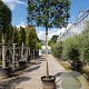 Quercus ilex 120 cm stam container 20-25