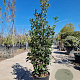 Quercus ilex 125-150 cm 18L