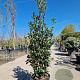 Quercus ilex 125-150 cm 18L