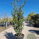 Quercus ilex 150-175 cm 30L