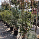 Quercus ilex 150-175 cm 30L