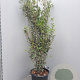 Quercus ilex 150-175 cm 30L