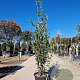 Quercus ilex 150-175 cm 30L