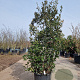 Quercus ilex 150-175 cm 35L