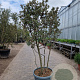 Quercus ilex 150-175 cm container solitair 40-45