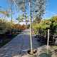 Quercus ilex 150 cm stam container 18-20