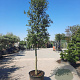 Quercus ilex 150 cm stam container 20-25 lei 150x150