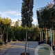 Quercus ilex 150 cm stam container 20-25 lei 150x150
