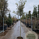 Quercus ilex 150 cm stam container 8-10 leiboom