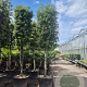 Quercus ilex 160 cm stam container 20-25