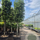 Quercus ilex 160 cm stam container 20-25
