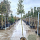 Quercus ilex 160 cm stam container 6-8