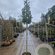Quercus ilex 160 cm stam container 8-10