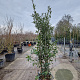Quercus ilex 175-200 cm 30L
