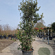 Quercus ilex 175-200 cm 35L
