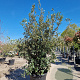 Quercus ilex 175-200 cm cont. 70L meerstammig