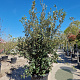 Quercus ilex 175-200 cm cont. 70L meerstammig