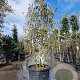 Quercus ilex 175-200 cm container piramide