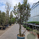 Quercus ilex 175-200 cm container piramide