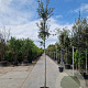 Quercus ilex 180 cm stam 35L