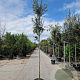 Quercus ilex 180 cm stam 35L 10-12